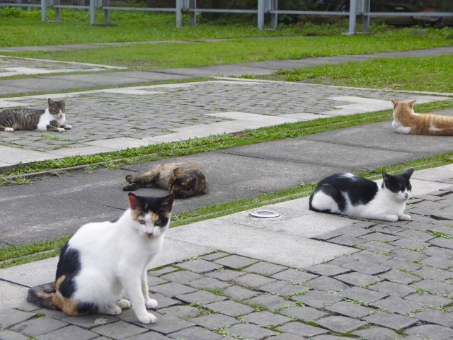 ペットの多頭飼はごみ屋敷になる可能性があります